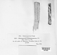 Fusisporium pallidoroseum image